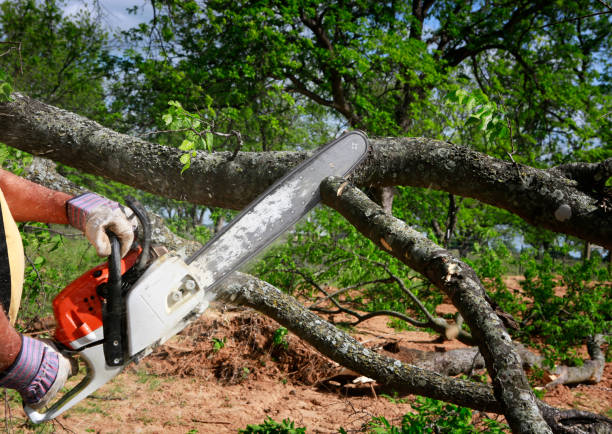 Best Tree Cutting Near Me  in Pacific Grove, CA